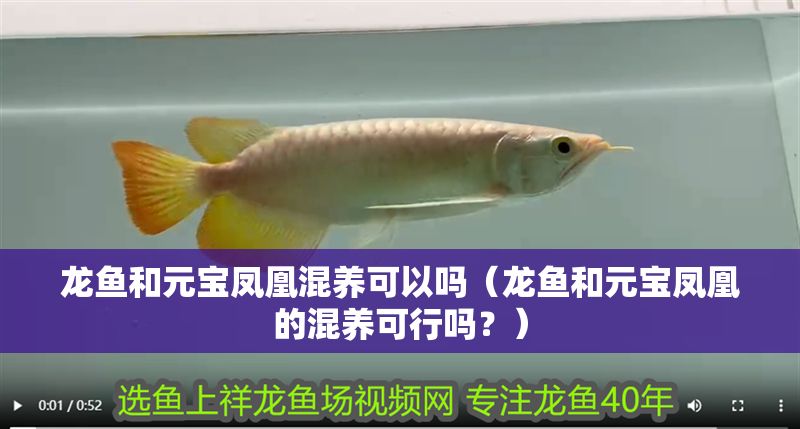 龍魚和元寶鳳凰混養可以嗎（龍魚和元寶鳳凰的混養可行嗎？）