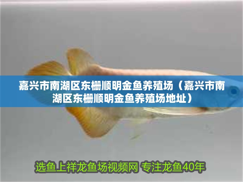 嘉興市南湖區(qū)東柵順明金魚養(yǎng)殖場(chǎng)（嘉興市南湖區(qū)東柵順明金魚養(yǎng)殖場(chǎng)地址）