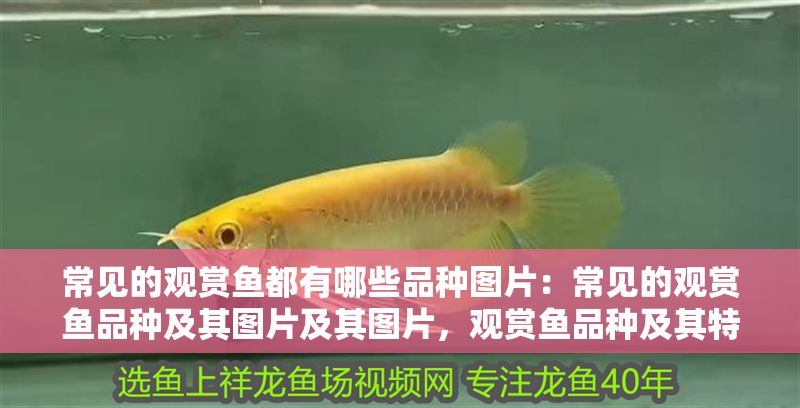 常見的觀賞魚都有哪些品種圖片：常見的觀賞魚品種及其圖片及其圖片，觀賞魚品種及其特點