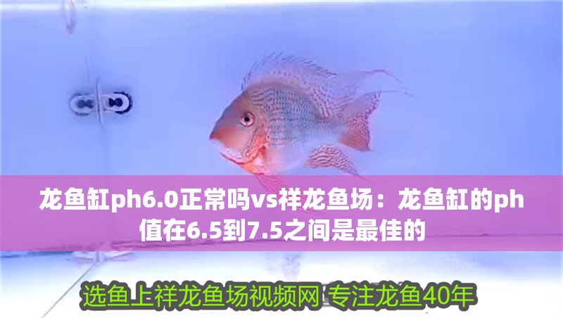 龍魚缸ph6.0正常嗎vs祥龍魚場:龍魚缸的ph值在6.5到7.5之間是最佳的 vs祥龍魚場 第1張 龍魚缸ph6.0正常嗎vs祥龍魚場:龍魚缸的ph值在6.5到7.5之間是最佳的 龍魚缸ph6.0正常嗎vs祥龍魚場:龍魚缸的ph值在6.5到7.5之間是最佳的 vs祥龍魚場 第1張