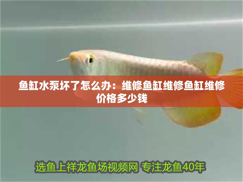 魚缸水泵壞了怎么辦：維修魚缸維修魚缸維修價格多少錢