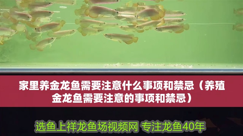 家里養金龍魚需要注意什么事項和禁忌（養殖金龍魚需要注意的事項和禁忌）