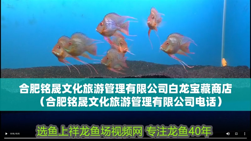 合肥銘晟文化旅游管理有限公司白龍寶藏商店（合肥銘晟文化旅游管理有限公司電話）