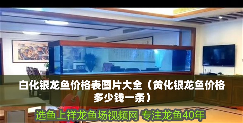 白化銀龍魚價(jià)格表圖片大全（黃化銀龍魚價(jià)格多少錢一條）