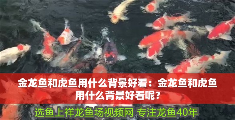 金龍魚和虎魚用什么背景好看：金龍魚和虎魚用什么背景好看呢？