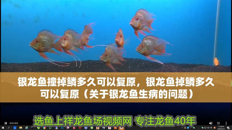 銀龍魚撞掉鱗多久可以復原，銀龍魚掉鱗多久可以復原（關于銀龍魚生病的問題） 銀龍魚撞掉鱗多久可以復原，銀龍魚掉鱗多久可以復原（關于銀龍魚生病的問題） 銀龍魚百科