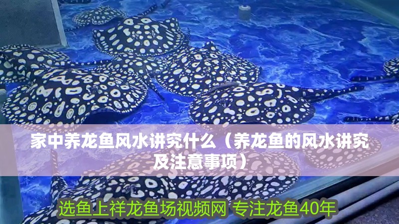 家中養(yǎng)龍魚(yú)風(fēng)水講究什么（養(yǎng)龍魚(yú)的風(fēng)水講究及注意事項(xiàng)）