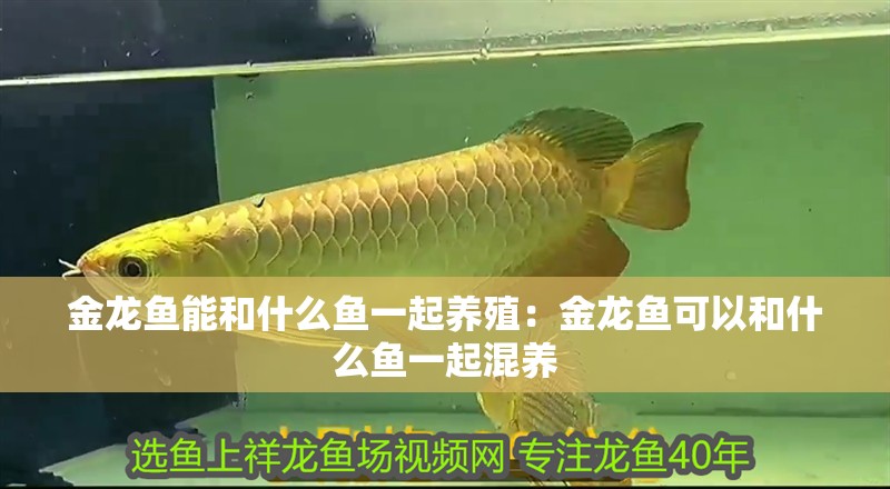 金龍魚能和什么魚一起養殖：金龍魚可以和什么魚一起混養