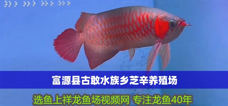 富源縣古敢水族鄉(xiāng)芝辛養(yǎng)殖場