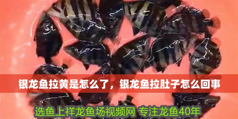 銀龍魚拉黃是怎么了，銀龍魚拉肚子怎么回事