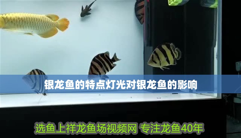 銀龍魚的特點燈光對銀龍魚的影響