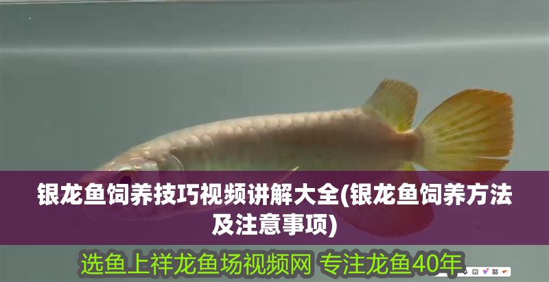 銀龍魚飼養技巧視頻講解大全(銀龍魚飼養方法及注意事項)