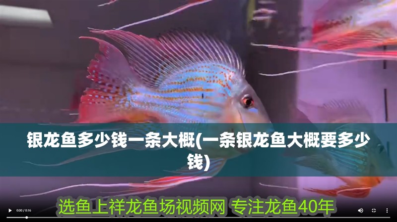 銀龍魚多少錢一條大概(一條銀龍魚大概要多少錢)