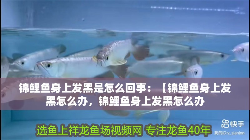錦鯉魚身上發(fā)黑是怎么回事：【錦鯉魚身上發(fā)黑怎么辦，錦鯉魚身上發(fā)黑怎么辦