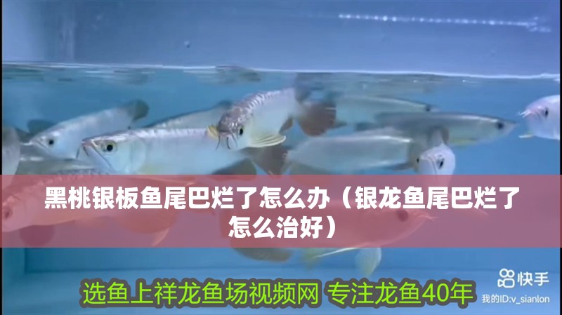黑桃銀板魚尾巴爛了怎么辦（銀龍魚尾巴爛了怎么治好）