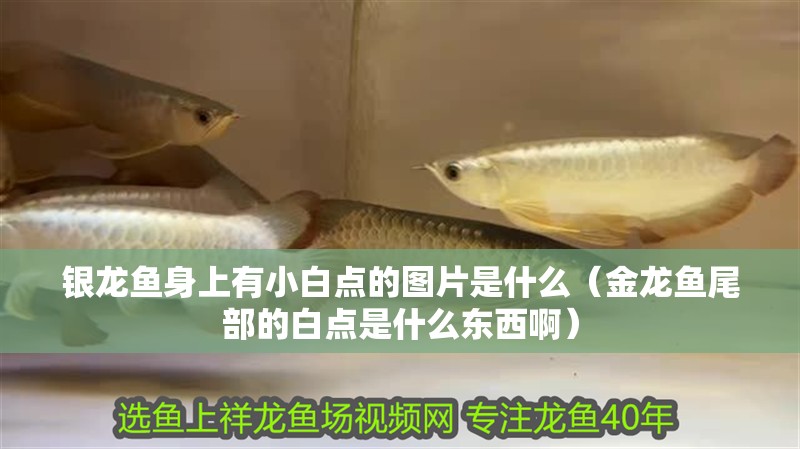 銀龍魚身上有小白點的圖片是什么（金龍魚尾部的白點是什么東西啊）