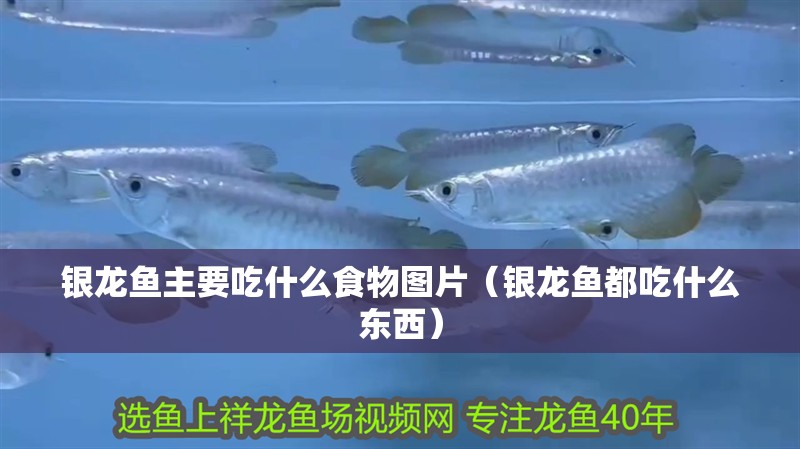 銀龍魚主要吃什么食物圖片（銀龍魚都吃什么東西）