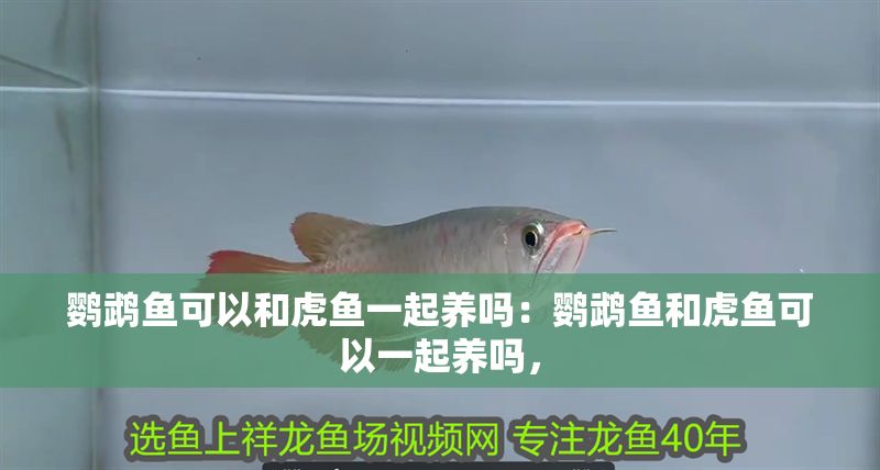 鸚鵡魚可以和虎魚一起養嗎：鸚鵡魚和虎魚可以一起養嗎，