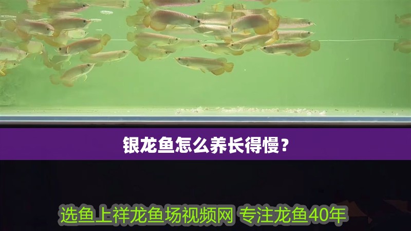 銀龍魚怎么養長得慢？