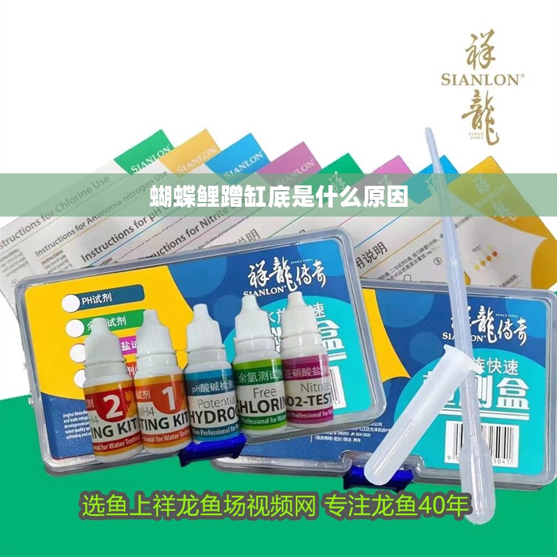 蝴蝶鯉蹭缸底是什么原因