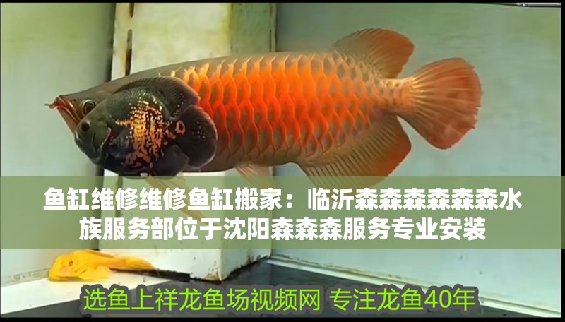 魚缸過濾器選購指南:自制魚缸過濾器魚缸上置過濾器對于養魚愛好者的必備知識 魚缸維修維修魚缸搬家:臨沂森森森森森森水族服務部位于沈陽森森森服務專業安裝 魚缸百科 魚缸維修維修魚缸搬家:臨沂森森森森森森水族服務部位于沈陽森森森服務專業安裝 魚缸維修維修魚缸搬家:臨沂森森森森森森水族服務部位于沈陽森森森服務專業安裝 魚缸百科