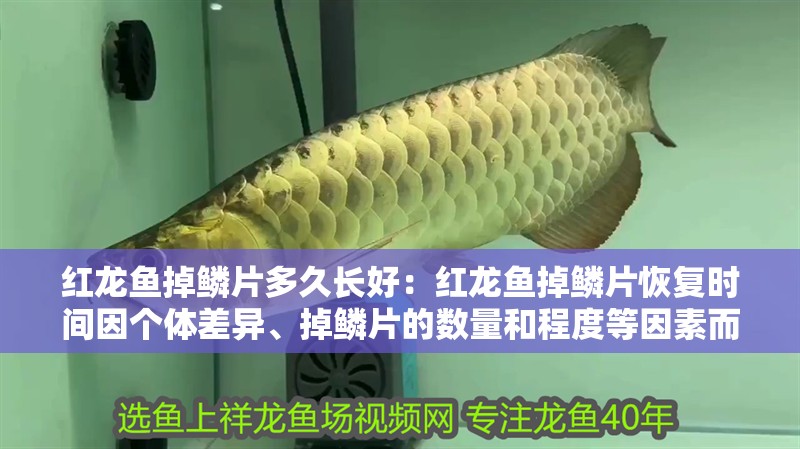 紅龍魚掉鱗片多久長好：紅龍魚掉鱗片恢復時間因個體差異、掉鱗片的數(shù)量和程度等因素而異
