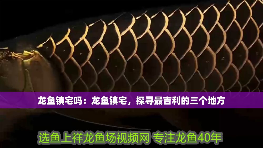 龍魚鎮宅嗎：龍魚鎮宅，探尋最吉利的三個地方