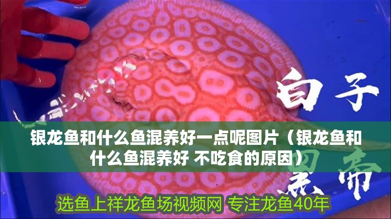 銀龍魚和什么魚混養好一點呢圖片（銀龍魚和什么魚混養好 不吃食的原因）