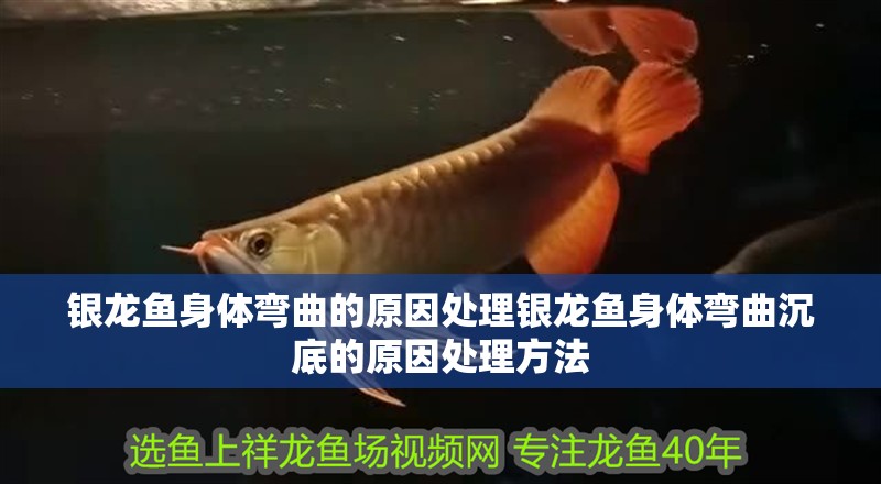 銀龍魚身體彎曲的原因處理銀龍魚身體彎曲沉底的原因處理方法