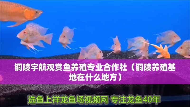 銅陵宇航觀賞魚養(yǎng)殖專業(yè)合作社（銅陵養(yǎng)殖基地在什么地方）