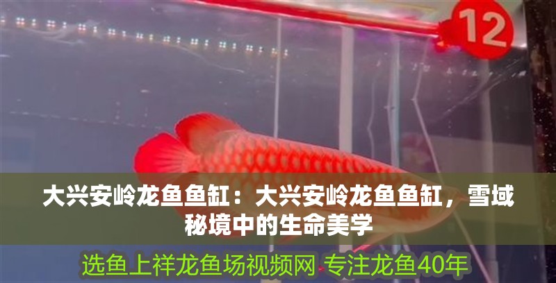 大興安嶺龍魚魚缸：大興安嶺龍魚魚缸，雪域秘境中的生命美學
