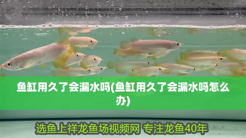 魚缸用久了會漏水嗎(魚缸用久了會漏水嗎怎么辦)