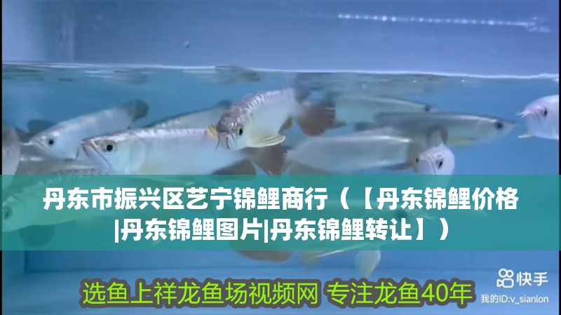 丹東市振興區藝寧錦鯉商行（【丹東錦鯉價格|丹東錦鯉圖片|丹東錦鯉轉讓】）