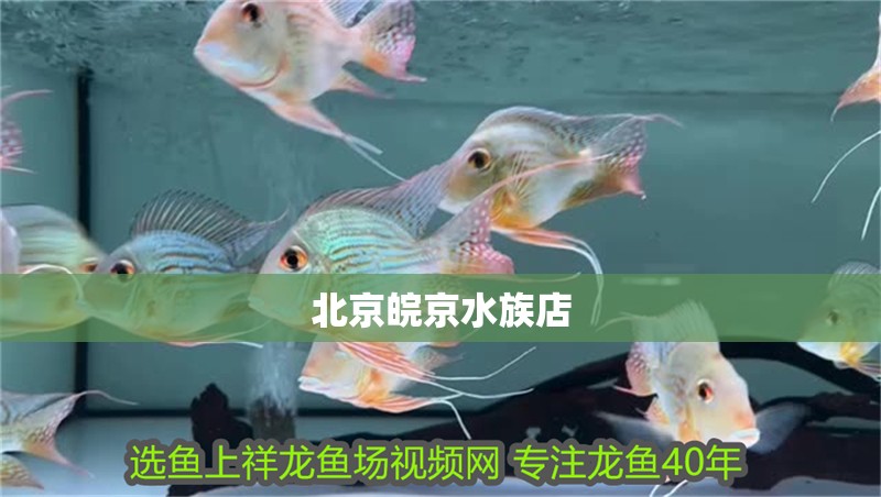 北京皖京水族店