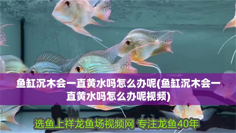 魚缸沉木會一直黃水嗎怎么辦呢(魚缸沉木會一直黃水嗎怎么辦呢視頻)