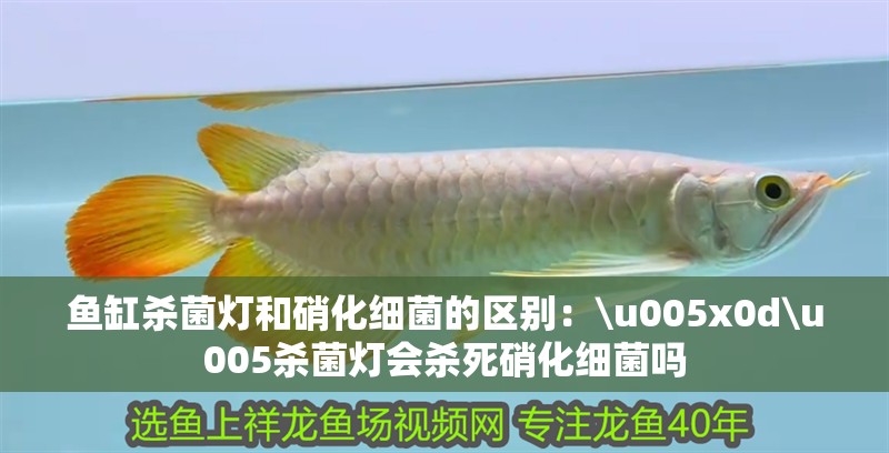 魚(yú)缸殺菌燈和硝化細(xì)菌的區(qū)別：\u005x0d\u005殺菌燈會(huì)殺死硝化細(xì)菌嗎