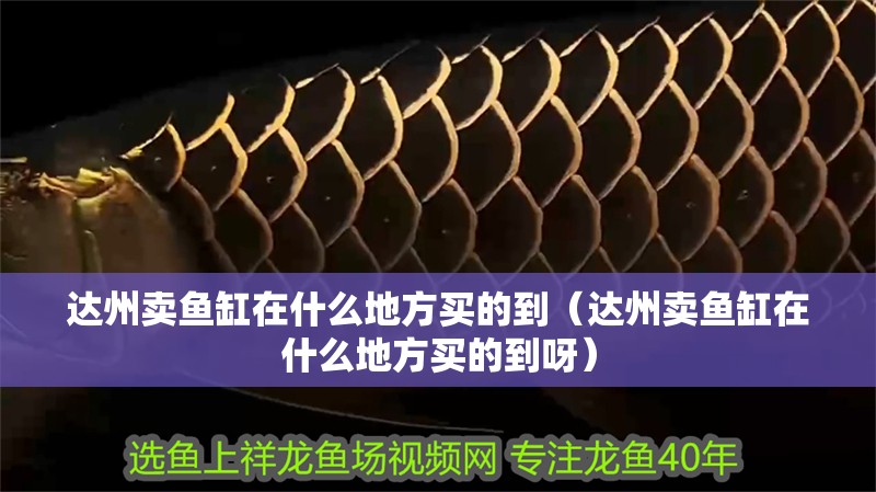 達(dá)州賣魚缸在什么地方買的到（達(dá)州賣魚缸在什么地方買的到呀）