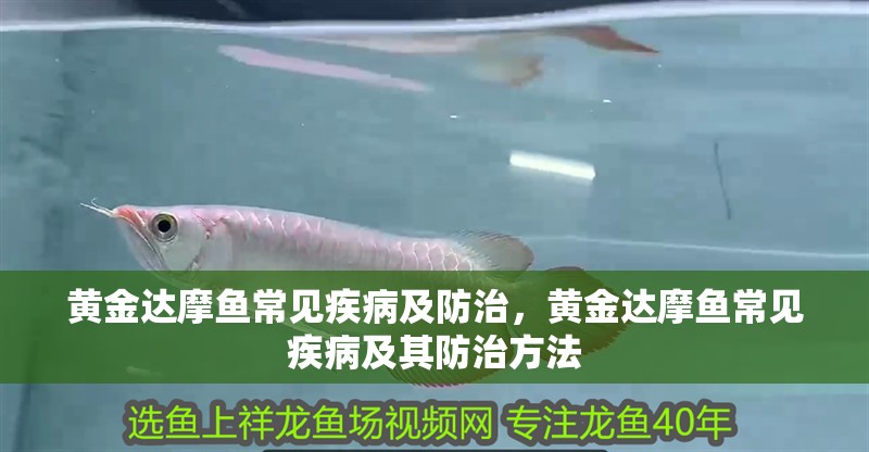 黃金達摩魚常見疾病及防治，黃金達摩魚常見疾病及其防治方法