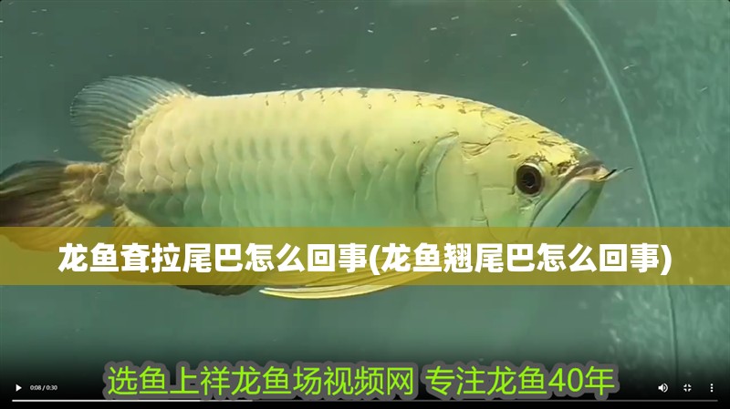 龍魚耷拉尾巴怎么回事(龍魚翹尾巴怎么回事)