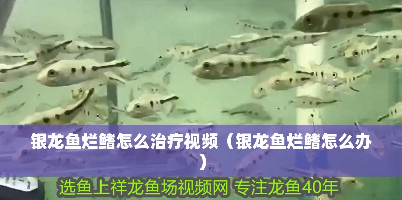 銀龍魚爛鰭怎么治療視頻（銀龍魚爛鰭怎么辦）