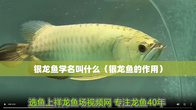 銀龍魚學名叫什么（銀龍魚的作用）