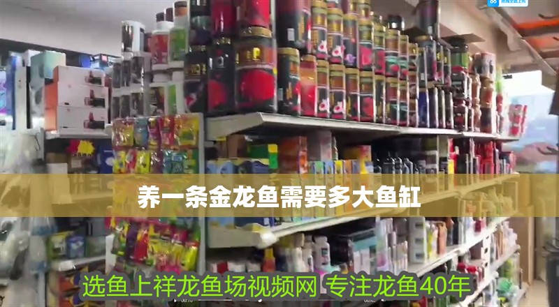 養一條金龍魚需要多大魚缸 養一條金龍魚需要多大魚缸 龍魚百科