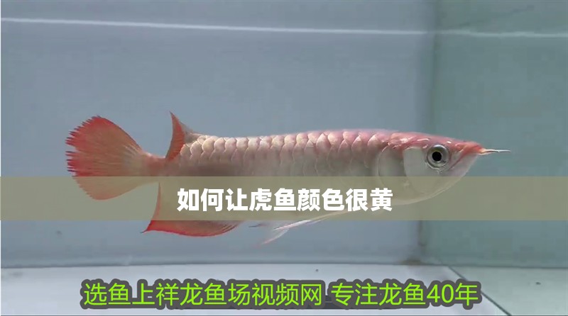 如何讓虎魚顏色很黃