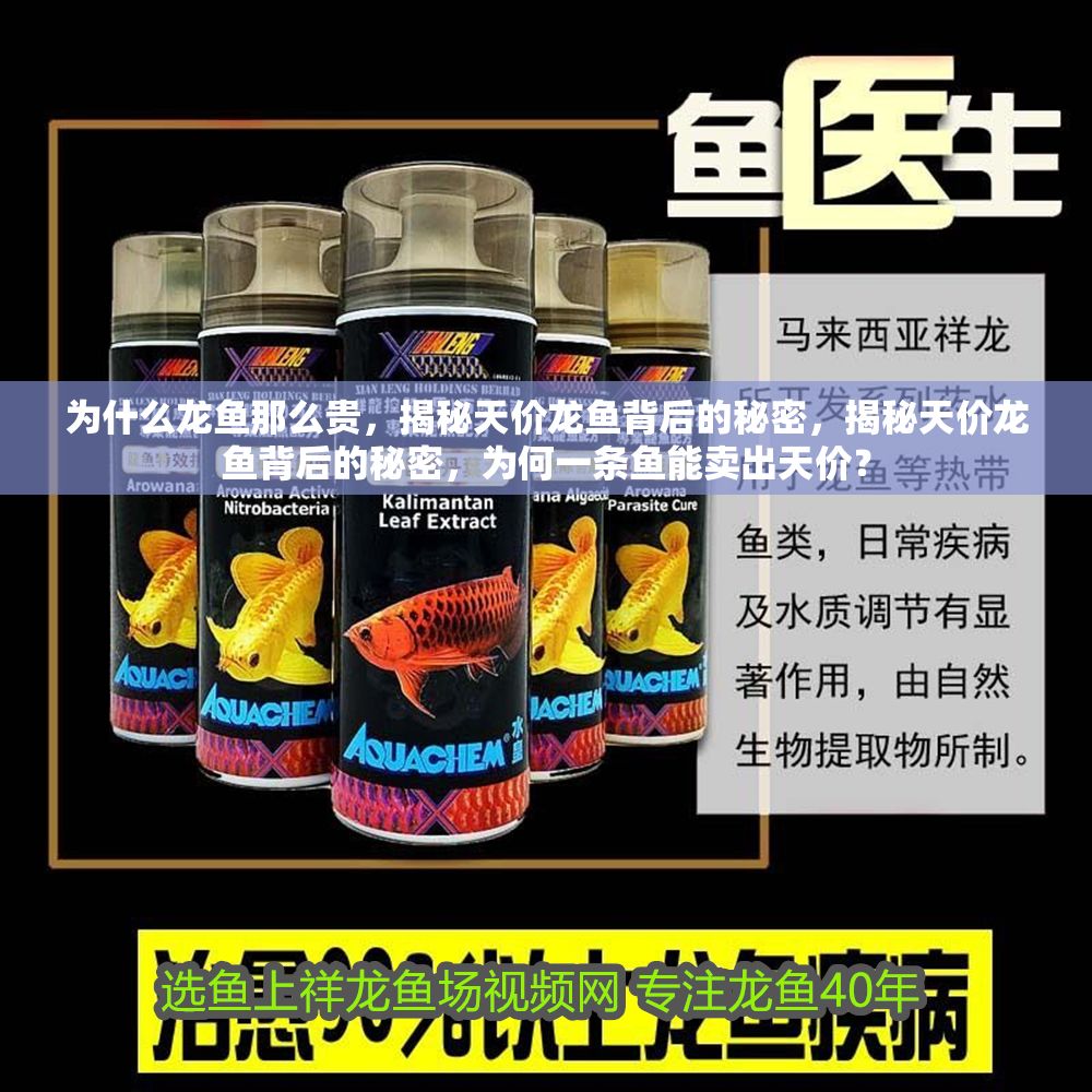 為什么龍魚那么貴，揭秘天價龍魚背后的秘密，揭秘天價龍魚背后的秘密，為何一條魚能賣出天價？