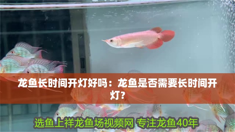 龍魚長時(shí)間開燈好嗎：龍魚是否需要長時(shí)間開燈？