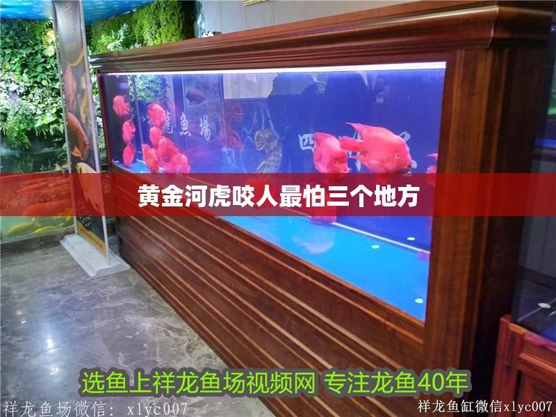 玻璃做魚缸怎么粘才牢固:如何自制玻璃魚缸 黃金河虎咬人最怕三個地方 龍魚論壇 黃金河虎咬人最怕三個地方 黃金河虎咬人最怕三個地方 龍魚論壇