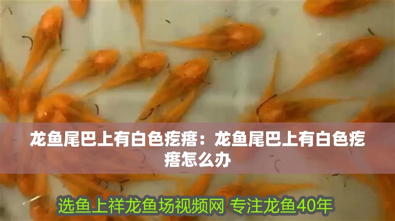 龍魚尾巴上有白色疙瘩：龍魚尾巴上有白色疙瘩怎么辦