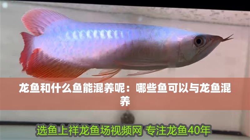龍魚和什么魚能混養呢：哪些魚可以與龍魚混養