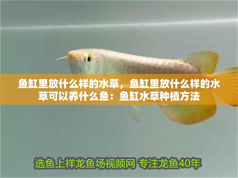 魚缸里放什么樣的水草，魚缸里放什么樣的水草可以養什么魚：魚缸水草種植方法