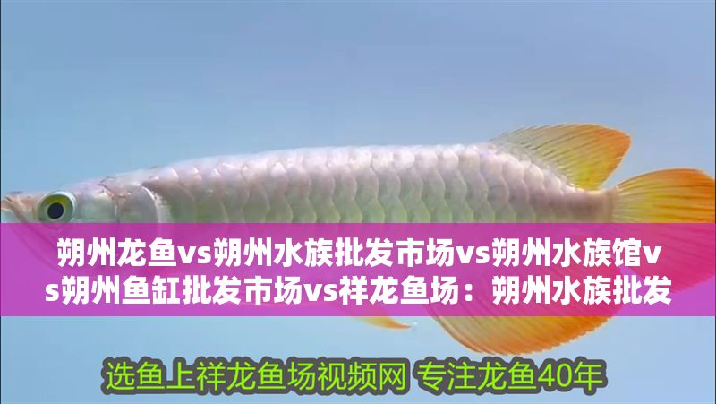 朔州龍魚(yú)vs朔州水族批發(fā)市場(chǎng)vs朔州水族館vs朔州魚(yú)缸批發(fā)市場(chǎng)vs祥龍魚(yú)場(chǎng)：朔州水族批發(fā)市場(chǎng)